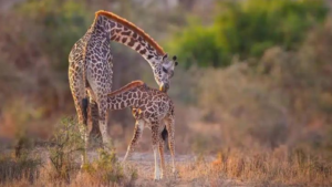NGORONGORO CONSERVATION AREA (often called Ngorongoro Park) is one of the most famous wildlife destinations in Tanzania, located in the northern safari circuit near Serengeti. It is NOT a normal national park — it’s a protected conservation area where both wild animals and Maasai people live together. � � What makes Ngorongoro special? The main highlight is the Ngorongoro Crater, which is: • 🌋 The world’s largest intact volcanic caldera • 🦁 A natural “animal bowl” filled with wildlife • 🐘 Home to the Big Five (lion, elephant, buffalo, leopard, rhino) • 🦩 Full of lakes, forests, grasslands, and swamps in one place � � Wildlife you can see Inside the crater you can find: • Lions (very common) • Elephants • Black rhinos (rare but present) • Zebras & wildebeest • Hyenas, hippos, flamingos 