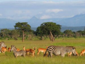 MIKUMI NATIONAL PARK is one of the most accessible and popular safari parks in Tanzania, located in the southern safari circuit near Morogoro, not far from Dar es Salaam. It covers about **3,230 km²** and was established in **1964**, making it one of the country’s older protected areas. It is also the **fourth largest national park in Tanzania**. Where it is * About **4–6 hours by road from Dar es Salaam** * Lies along the highway toward Morogoro / Iringa * Part of a large ecosystem connected to the Selous/Nyerere conservation area What you can see there Mikumi is famous for “easy safari sightings,” meaning you often see animals quickly: * Elephants * Lions * Giraffes * Zebras * Buffaloes * Wildebeest * Hippos (especially at Hippo Pools) * Over **400 bird species** ([nationalparksassociation.org][3]) The landscape is very open, similar to the Serengeti, with wide savannah plains, baobab trees, and seasonal rivers. Why people like it * Very close to Dar es Salaam (good for short trips or weekends) * Easier and cheaper safari compared to Serengeti * High chance of seeing animals even on a short game drive * Great for first-time safari visitors Best activities * Game drives (main activity) * Visiting Hippo Pools * Birdwatching * Optional cultural visits near surrounding villages