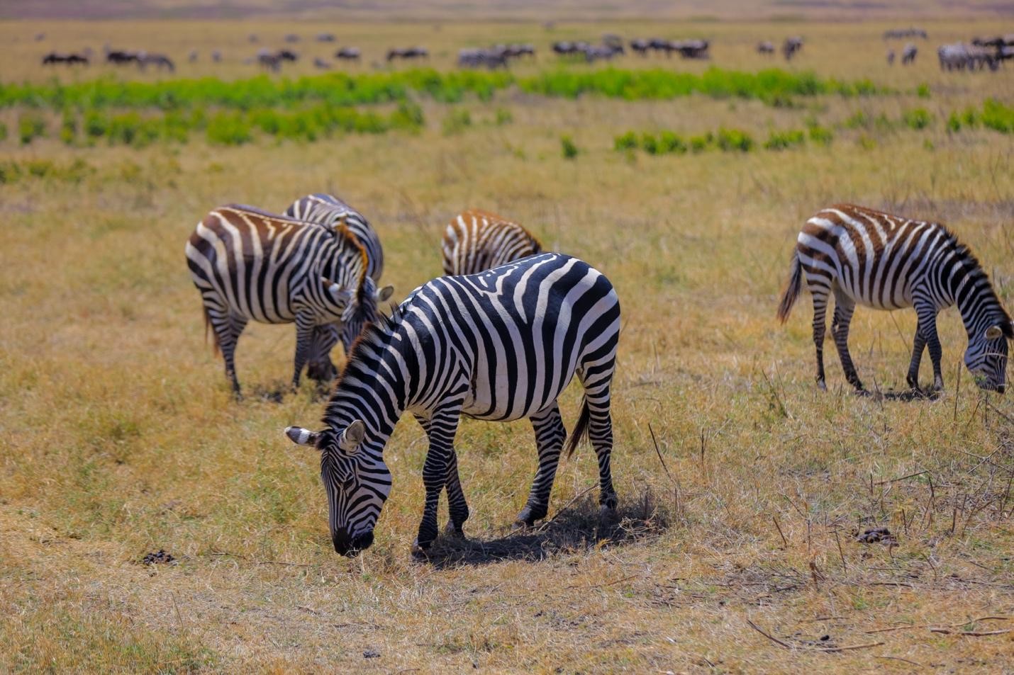 MIKUMI NATIONAL PARK is one of the most accessible and popular safari parks in Tanzania, located in the southern safari circuit near Morogoro, not far from Dar es Salaam. It covers about **3,230 km²** and was established in **1964**, making it one of the country’s older protected areas. It is also the **fourth largest national park in Tanzania**. Where it is * About **4–6 hours by road from Dar es Salaam** * Lies along the highway toward Morogoro / Iringa * Part of a large ecosystem connected to the Selous/Nyerere conservation area ([mikuminationalpark.co.tz][2]) What you can see there Mikumi is famous for “easy safari sightings,” meaning you often see animals quickly: * Elephants * Lions * Giraffes * Zebras * Buffaloes * Wildebeest * Hippos (especially at Hippo Pools) * Over **400 bird species** ([nationalparksassociation.org][3]) The landscape is very open, similar to the Serengeti, with wide savannah plains, baobab trees, and seasonal rivers. Why people like it * Very close to Dar es Salaam (good for short trips or weekends) * Easier and cheaper safari compared to Serengeti * High chance of seeing animals even on a short game drive * Great for first-time safari visitors Best activities * Game drives (main activity) * Visiting Hippo Pools * Birdwatching * Optional cultural visits near surrounding villages