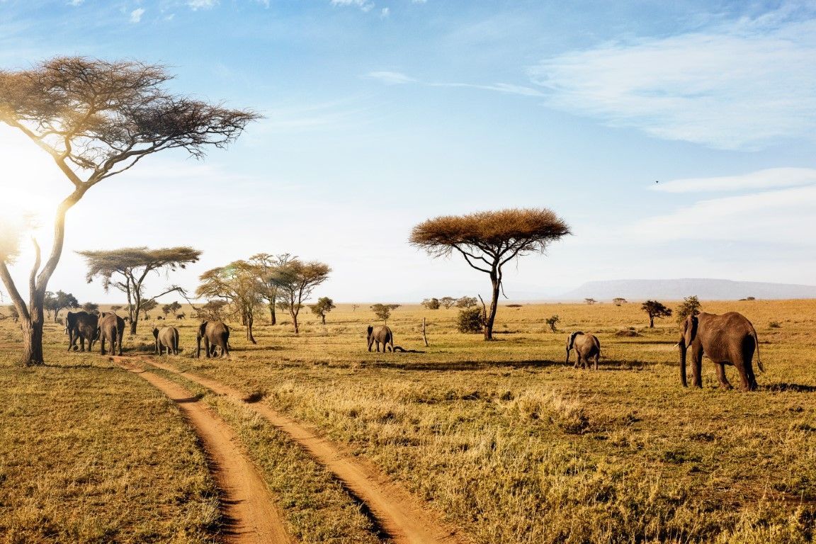 Tanzania About Culture An important part of the life of the disparate tribal cultures in Tanzania is art and music.